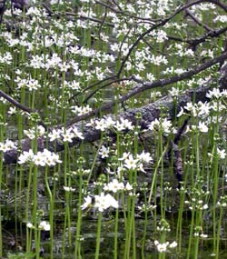 blommande vattenblink