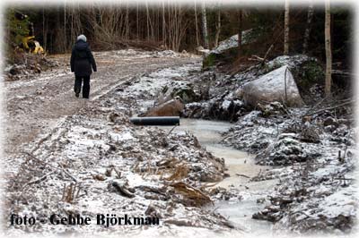 Modernt skogsbruk, frstrd skogsvg - foto Gebbe Bjrkman