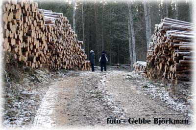 Timmerupplag i skogen - foto Gebbe Bjrkman