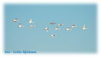 Flygande knlsvanar - foto Gebbe Bjrkman