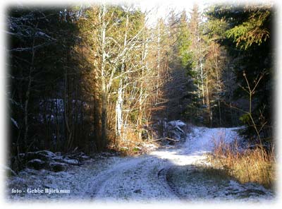 Vacker skogsvg - foto Gebbe Bjrkman