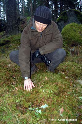 Bengt studerar en knrot - foto Gebbe Bjrkman