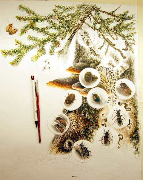Barrskogens insekter under arbete - akvarell av Gebbe Bjrkman