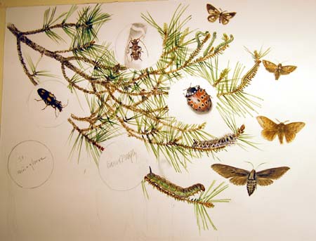 Barsrskogens insekter- detalj ur en akvarellplansch av Gebbe Bjrkman