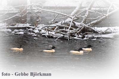 Storskrakar vid Stngn - foto Gebbe Bjrkman