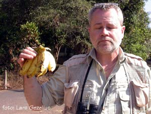 Gebbe med bananer. foto Lars Gezelius