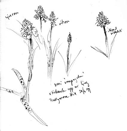 Sumpnycklar - en orkid� skissad p� Irland